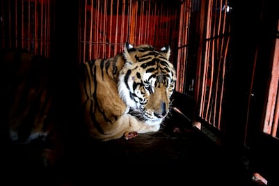 Circos han vendido o regalado cerca de 4 mil animales