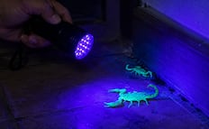 ¿Cómo identificar alacranes en casa?; la lámpara de luz negra ultravioleta que los hace visibles al instante