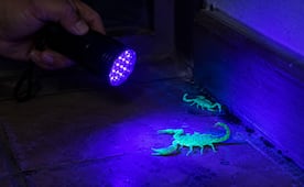 ¿Cómo identificar alacranes en casa?; la lámpara de luz negra ultravioleta que los hace visibles al instante