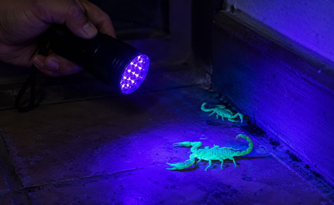 Gracias a una característica natural de su exoesqueleto, los alacranes brillan con un intenso tono fluorescente cuando son expuestos a la luz ultravioleta. Foto: IA