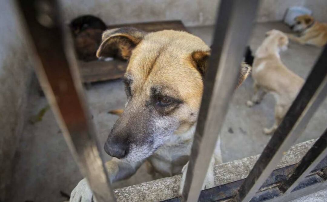 Foto: Archivo/El Universal/ Vecinos de la zona, denuncian que los caninos llevan un mes encerrados en la accesoria