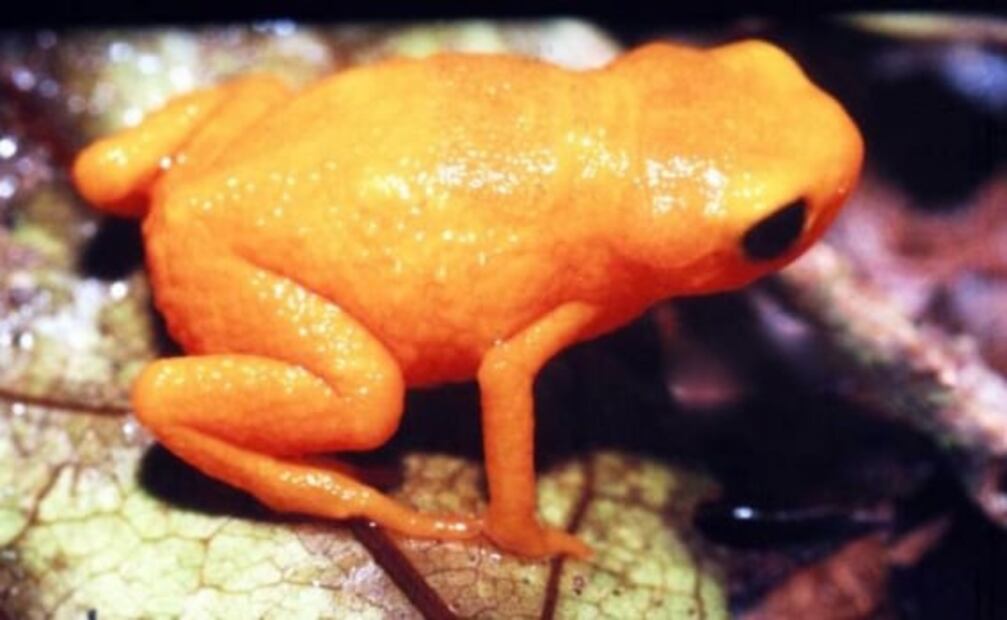 Crean mapa con lugares donde podría haber animales sin descubrir