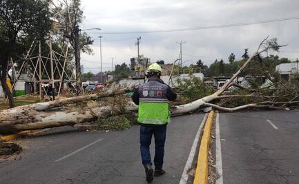 Dejan vientos 15 árboles caídos y una barda derribada en CDMX
