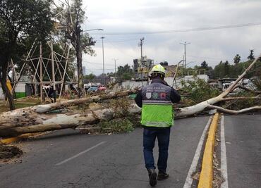 Dejan vientos 15 árboles caídos y una barda derribada en CDMX