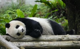 China retoma "diplomacia del panda" con EU: Xi Jinping anuncia envío de Ping Ping y Fu Shuang a Zoológico de Atlanta