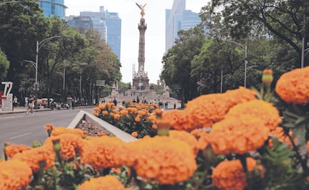 CNTE ahorca Reforma; Clara siembra cempasúchil