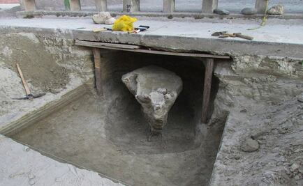 Hallan fósil de millones de años al pavimentar calle