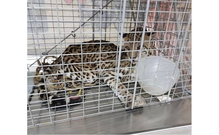 Rescatan en Huatulco a ejemplar de ocelote