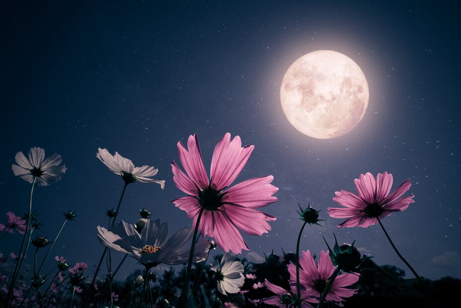 Luna de Flores 2024. ¿Qué es, por qué se llama así y cuándo sucederá? Foto: iSTOCK-jakkapan21