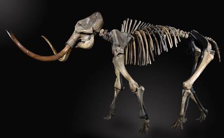 Cambio climático causó desaparición de los mamuts