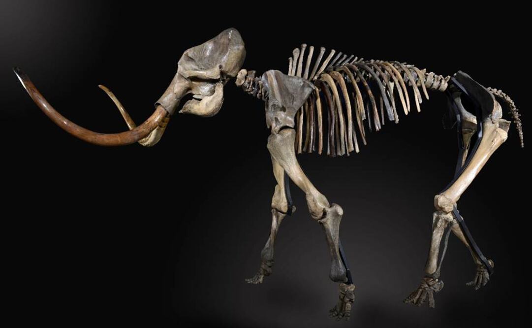 Cambio climático causó desaparición de los mamuts