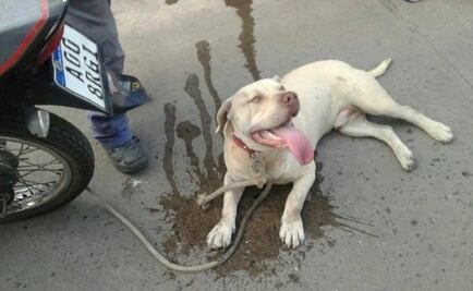 Video. Hombre en Argentina ata a perro a su moto y lo arrastra hasta quemarlo