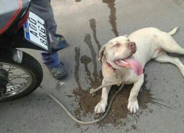 Video. Hombre en Argentina ata a perro a su moto y lo arrastra hasta quemarlo