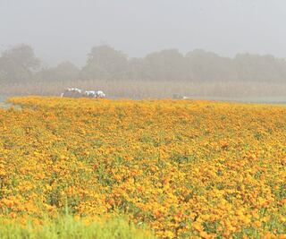 En Edomex piden apertura controlada para evitar pérdida millonaria para floricultores
