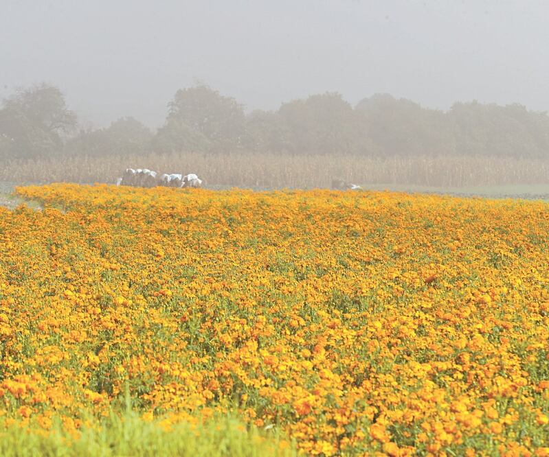 En la zona sur del Estado de México, 80% de las familias se dedican a cultivar flor de cempasúchil. Además, la entidad es la primera productora nacional y exporta a Canadá, Estados Unidos, Reino Unido y Japón.