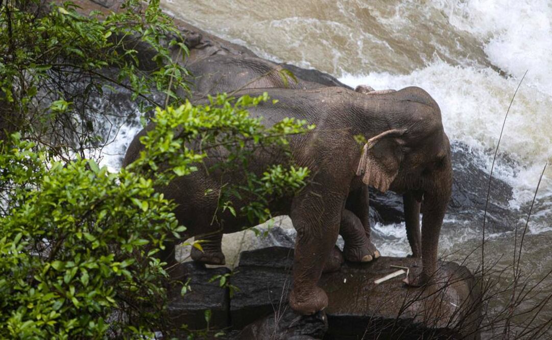 Los restos de estos grandes mamíferos salvajes se hallaban en un poza corriente abajo (Foto: AFP)