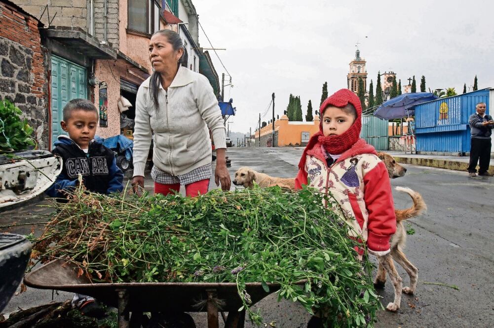 La actividad del Popo no distrae a los pobladores de Santiago Xalizintla, quienes siguen en la labranza de manera normal. La ceniza que cayó en varias de las comunidades no las dañaron a simple vista (JUAN CARLOS REYES, EL UNIVERSAL)