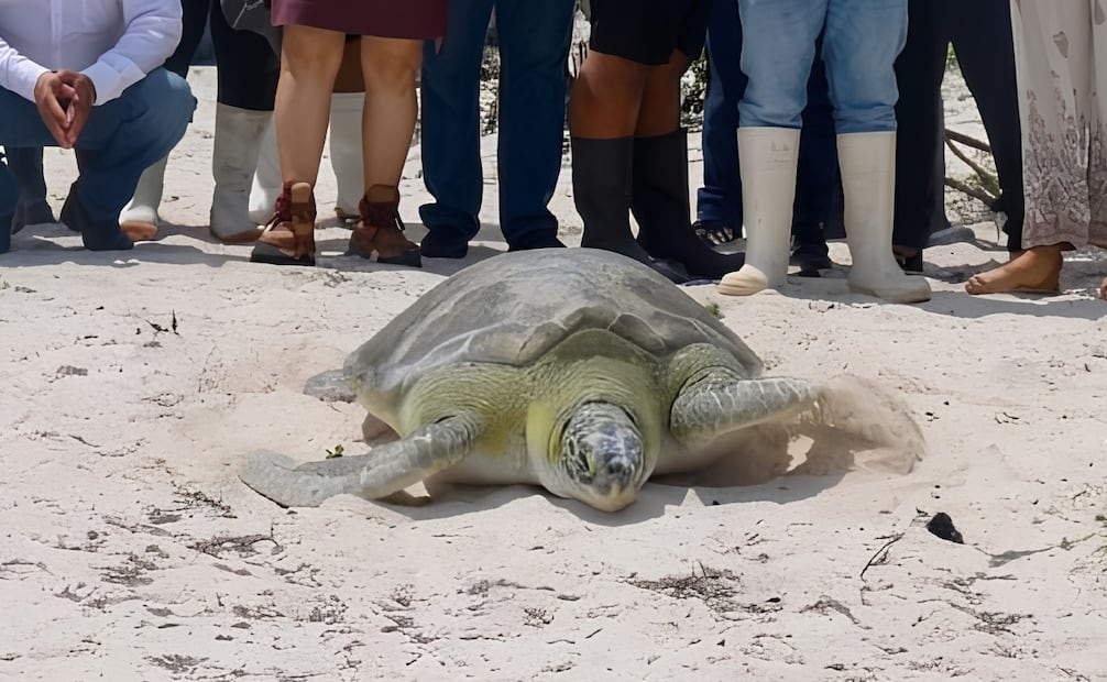 Desde 2020, se han liberado unas 30 tortugas que, después de una lesión, fueron atendidas y rehabilitadas. | Foto: Especial.