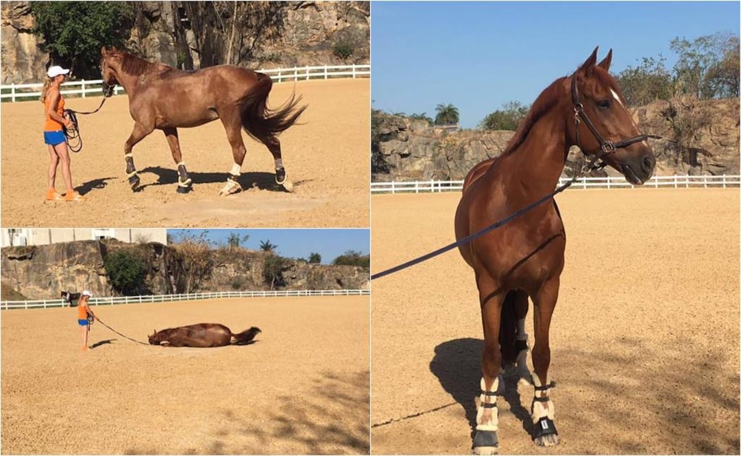 La misma Adelinde explicó el problema en su cuenta de Facebook donde agredeció el apoyo y contó cómo se encontraba su caballo, Parzi (Tomadas de Facebook)