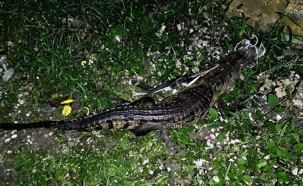 Especialistas señalaron que las fuertes lluvias de las últimas semanas provocaron que las aguas se desborden e inunden zonas de pastizales, arrastrando con ello a los cocodrilos. | Foto: Especial.