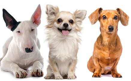 Los perros también "lloran" de alegría