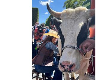 Diputada lleva una vaca a la Cámara y hasta la ordeña: pide así apoyo a lecheros