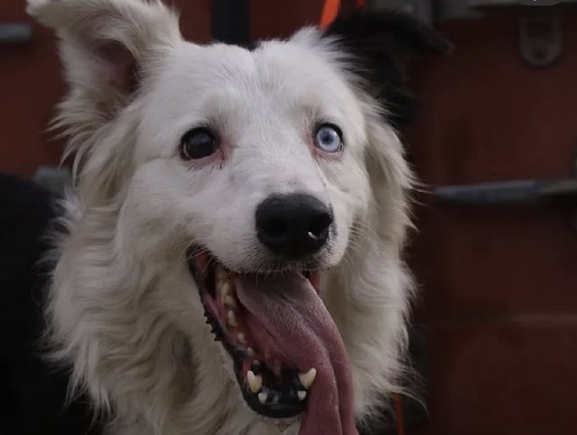 Tsunami es un Border Collie de nueve años de edad que se ha convertido en un símbolo de esperanza y héroe en Venezuela. FOTO: ESPECIAL