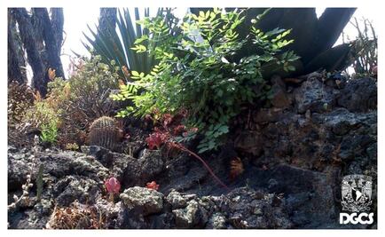 Piden ayuda para Reserva Ecológica de la UNAM