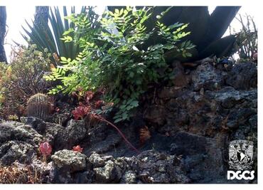 Piden ayuda para Reserva Ecológica de la UNAM