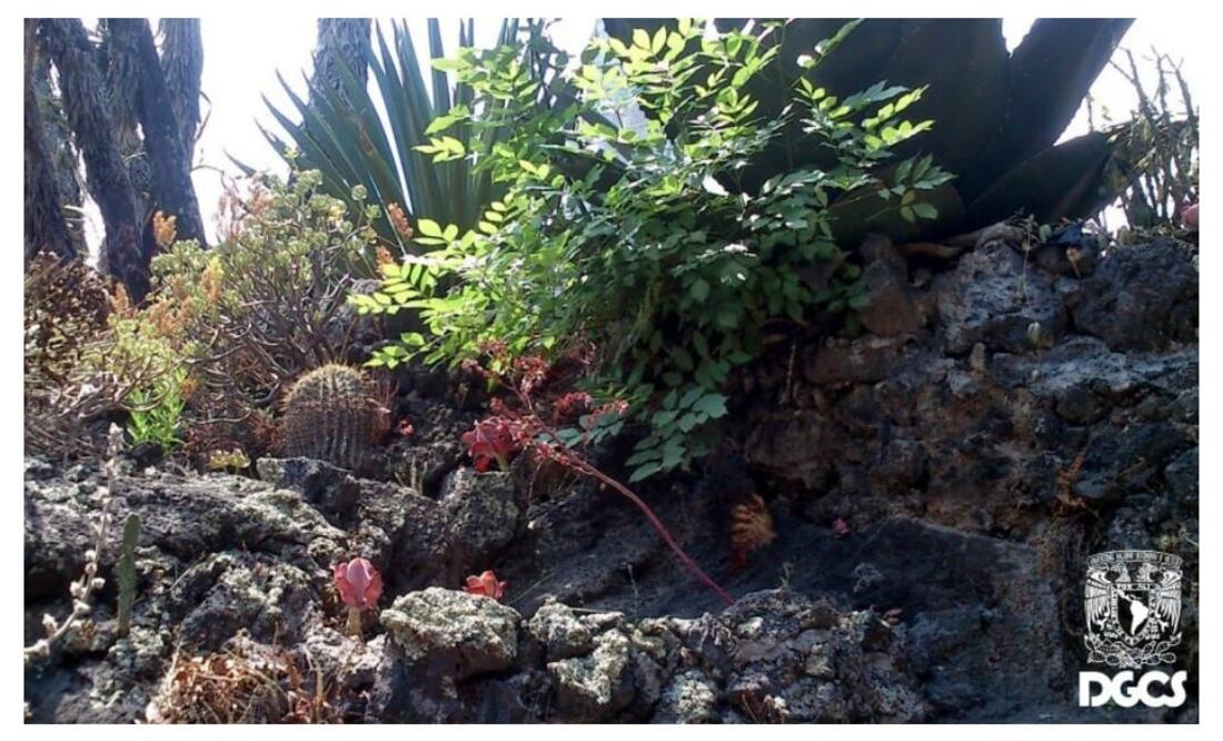 Foto: Twitter @UNAM_MX