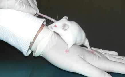 Una proteína del cordón umbilical regenera el cerebro envejecido