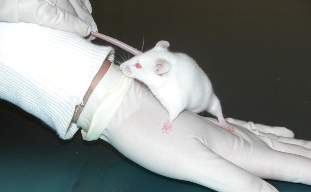 (FOTO: Archivo/EL UNIVERSAL)