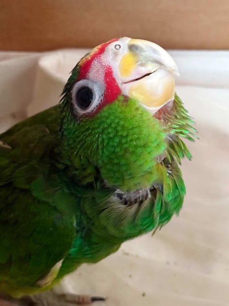 La Profepa informó que los ejemplares de Amazona albifrons están siendo atendidos para que, una vez recuperados, se determine su destino final. Foto: Especial