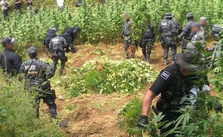 Destruyen casi 100 mil plantas de mariguana en Sonora