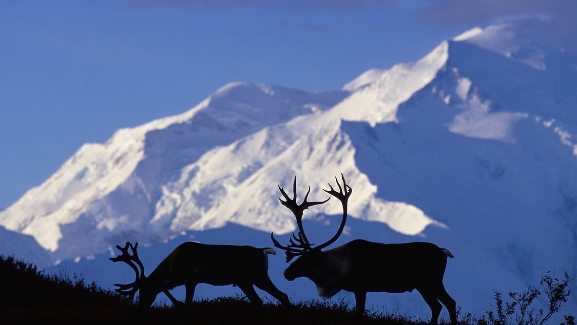 A perseguir manadas de renos, de Alaska a Canadá. FOTO: Istock