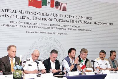 Van 3 países contra tráfico de totoaba