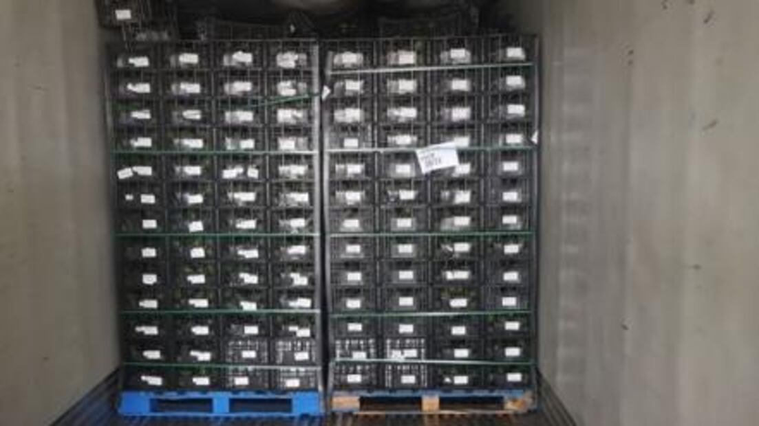 Hallan 800 kilos de cocaína escondida entre aguacates en Sonora