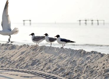 Seabirds threatened by Baja California's sardine industry