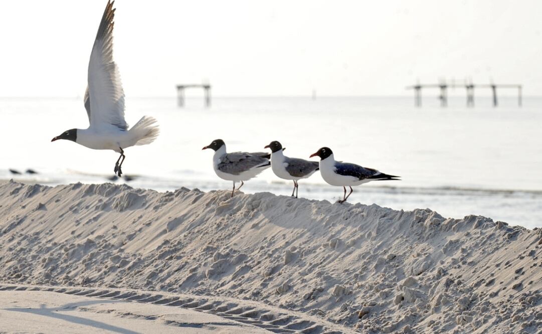 In 1964, the Rasa Island was declared a Natural Reserve and bird sanctuary by Mexican authorities for being the seabirds’ vital space - Photo: Ryan Moore/AP