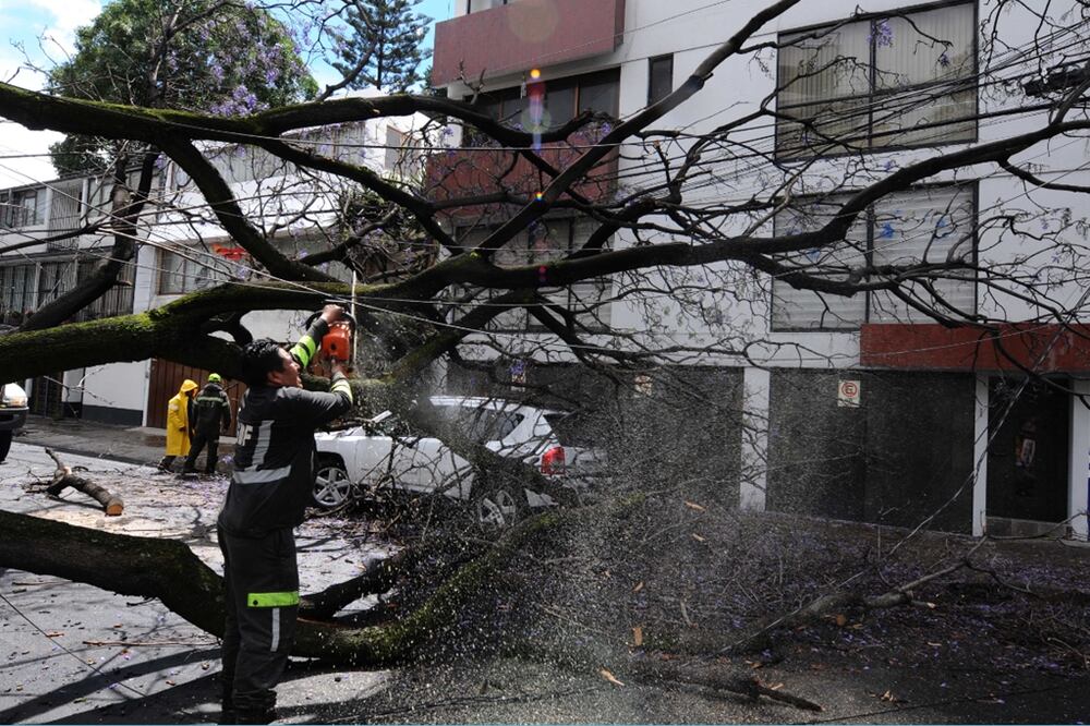 El director general del Heroico Cuerpo de Bomberos, Raúl Esquivel, informó que el viento ha derribado 260 desde las 17:00 horas de ayer hasta la noche de este miércoles. Foto Armando Martínez/El Gráfico