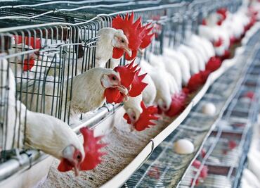 Acuerdan Sader y avicultores reforzar acciones de campaña contra influenza aviar