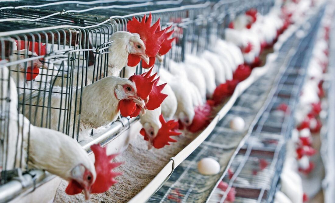 Influenza aviar H5N1. Foto: Archivo/EL UNIVERSAL