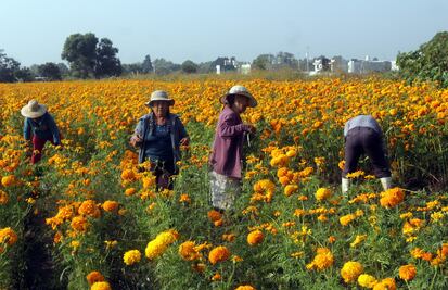 Flor de cempasúchil, el regreso del inframundo