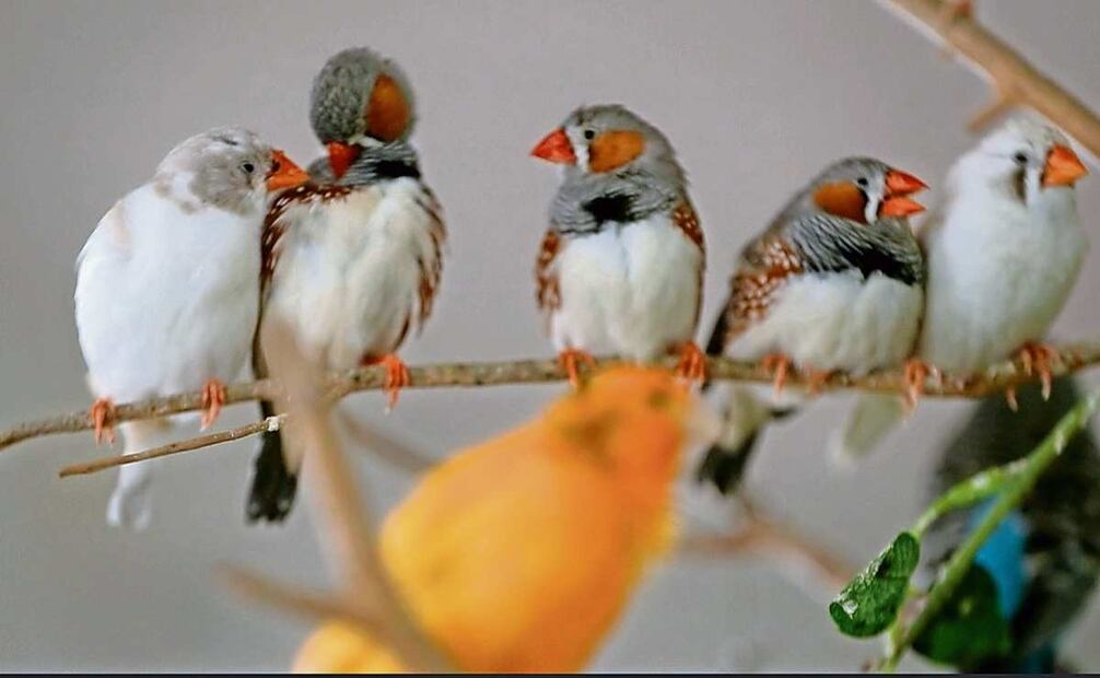 Más de 130 pajaritos dan la bienvenida a un nuevo día en casa de Alejandra Loera, quien los rescata y rehabilita. (07/04/2025) Foto: Atenea Canpuzano | El Universal