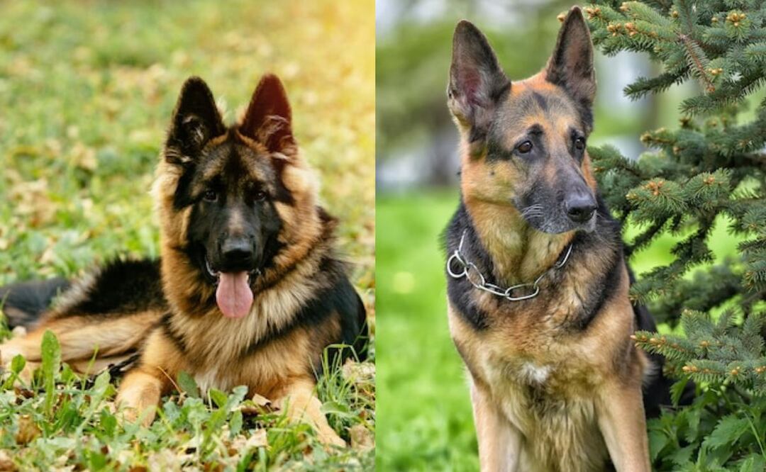 Pastor Alemán, guía para cada etapa de su vida. Fuente: Freepik.