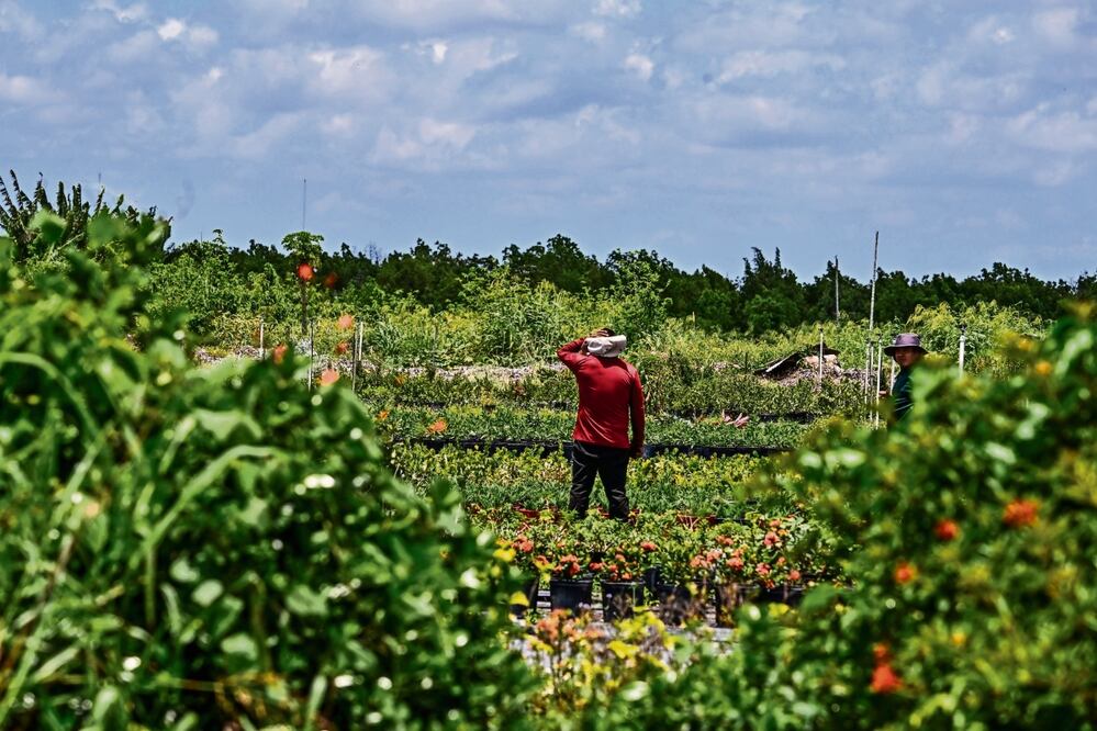 Indocumentados trabajan en un terreno agrícola en Homestead, Florida. Foto: Chandan Khanna / AFP