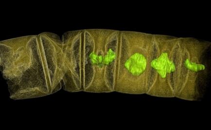 Descubren el fósil más antiguo de una planta, de hace mil millones de años