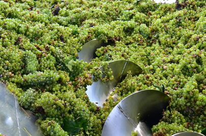 Las vides patrimoniales superan cambio climático