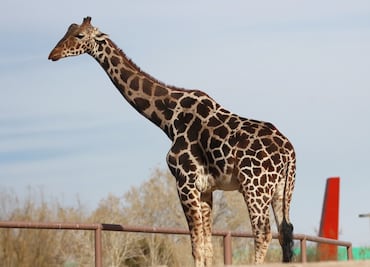 ¿Cómo funciona el contenedor donde viaja la jirafa "Benito", de Ciudad Juárez al Africam Safari?