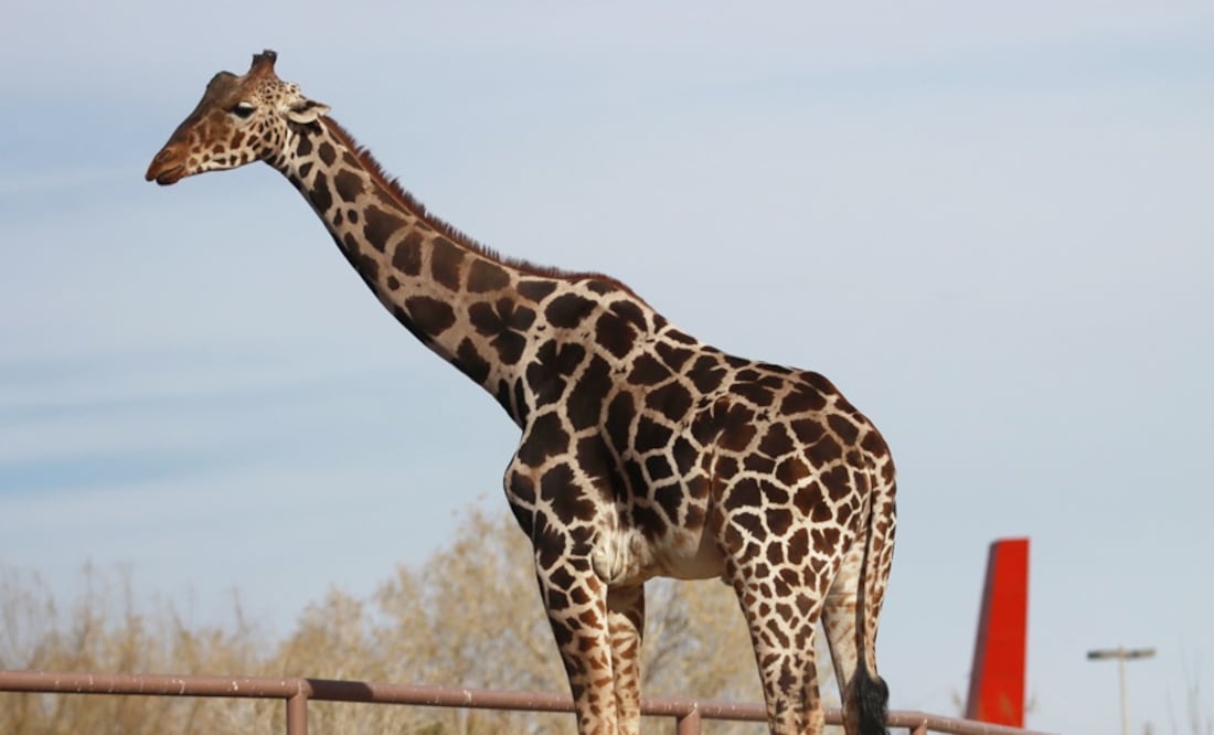 Jirafa Benito llega al Africam Safari en Puebla. Fotos: Christian Torres | EL UNIVERSAL